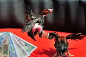 Hướng Dẫn Cách Chơi Đá Gà Sabong Tại Fafa191 Từ Chuyên Gia